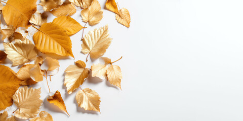 Golden leaves isolated on white, banner background, Generative AI