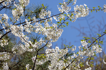 満開の桜の花