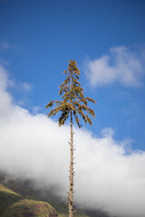 pine tree in the snow