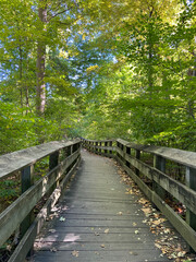 wooden bridge in the forest