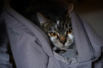 The cat in the sling bag