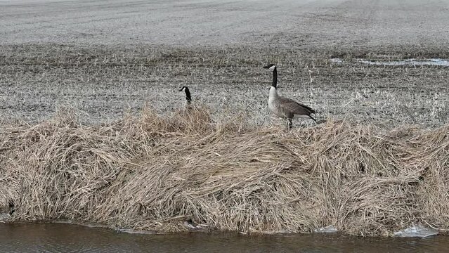 Geese Standing on Hill
