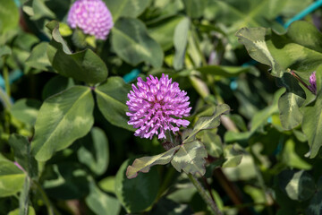 紫色のクローバーの花