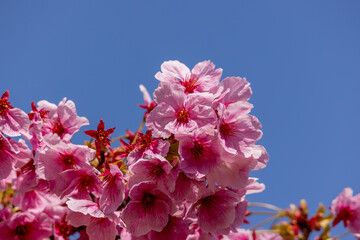 満開の桜の花