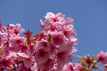 満開の桜の花