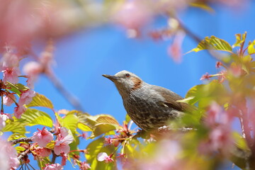 ヒヨドリと桜