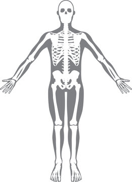 gray human skeleton anatomy standing clip art preview
