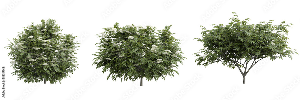 Fototapete Shrub sambucus nigra on transparent background.3d rendering PNG Set