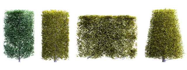 Hedge carpinus betulus set on transparent background.3d rendering PNG Set