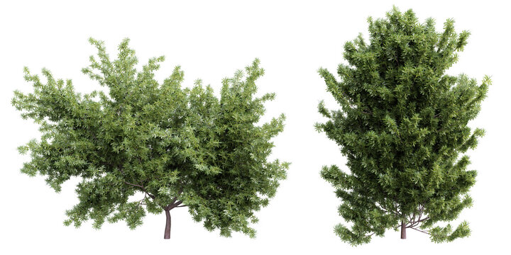 Tree taxus baccata set on transparent background.3d rendering PNG Set