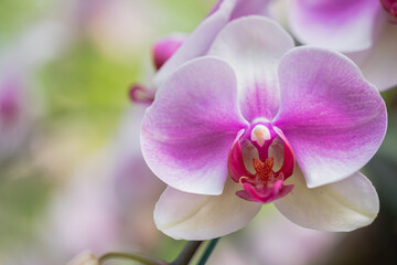 Naklejka na ściany i meble Phalaenopsis orchid flower bloom in spring decoration the beauty of nature, A rare wild orchid decorated in tropical garden