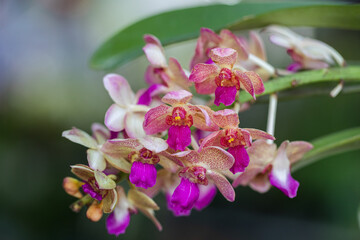 Fototapeta na wymiar Rhynchostylis orchid flower bloom in spring decoration the beauty of nature, A rare wild orchid decorated in tropical garden
