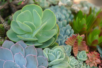 Close up of cactus succulent plants