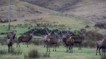 Deer foraging in nature. brown deer in nature