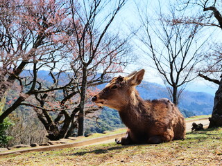 桜とくつろぐ鹿