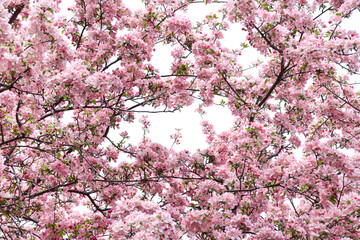 Pink spring blossom branches isolated cutout on transparent