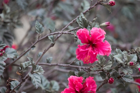 Cucarda Fucsia flower blooming in a park in lima Peru
