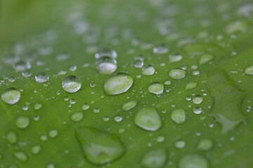 Raindrops on a green plantain leaf surface texture backdrop