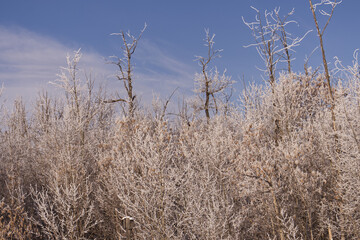 Obraz premium Pylypow Wetlands in the Winter
