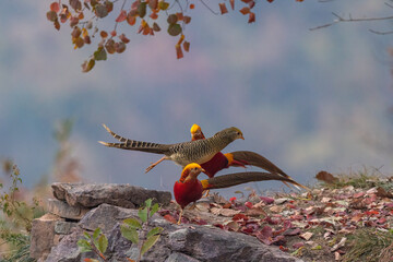 travel, nature, bird, beauty, scenery, owl, ibis, pheasant, wildlife