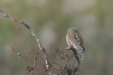 travel, nature, bird, beauty, scenery, owl, ibis, pheasant, wildlife
