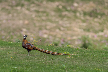 travel, nature, bird, beauty, scenery, owl, ibis, pheasant, wildlife