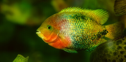 Cichlasoma Synspilum