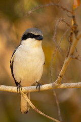 A close-up portrait of a loggerhead shrike, a small predatory bird, in southwest Florida