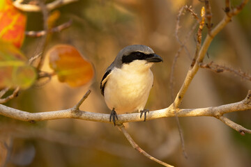 Fototapeta premium A close-up portrait of a loggerhead shrike, a small predatory bird, in southwest Florida