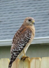 Red tailed hawk on fence, closeup