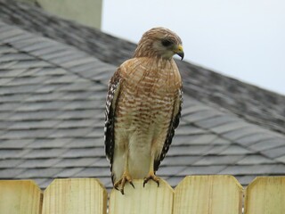 Red tailed hawk sitting on fence in Florida, closeup 
