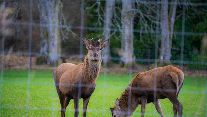 Naklejka na ściany i meble Brown deer foraging at a deer farm. Green grass and wire mesh