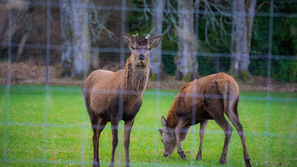 Brown deer foraging at a deer farm. Green grass and wire mesh