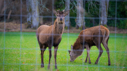 Obraz na płótnie Canvas Brown deer foraging at a deer farm. Green grass and wire mesh