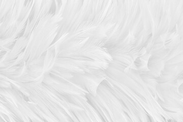 Beautiful white grey bird feathers pattern texture background.