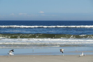 Seagulls fly on ocean background in Atlantic coast of North Florida