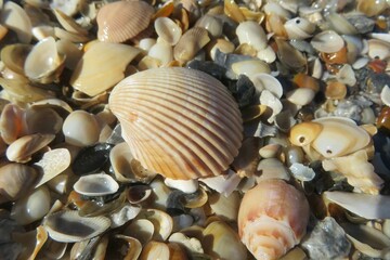 Seashells on the beach in Atlantic coast of North Florida