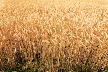 Wheat field. Ears of golden wheat close-up. Grains ready for harvest