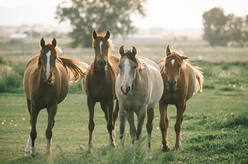 Obraz premium horses in the field