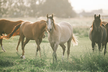 Naklejka na ściany i meble horses on the meadow