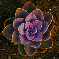 beautiful purple succulent plant 