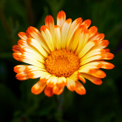 Orange and yellow beautiful flower