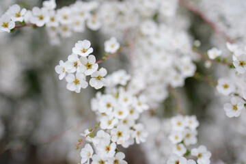 Fototapeta premium 春枝垂れた枝先の長い穂にたくさんの花をさかせるユキヤナギ。春の訪れを告げる