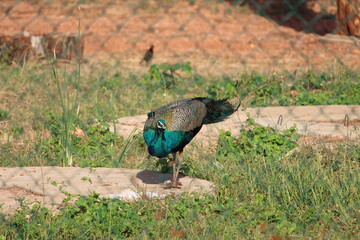 Peacock on the ground- Location : Mihintale, Anuradhapura,Sri Lanka