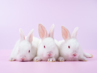 Front view of  three white rabbit sitting on pink background. Lovely action of young rabbit.