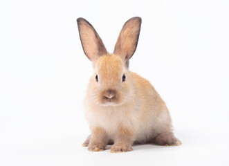 Front view of baby brown rabbit standing on white background. Lovely action of baby rabbit.