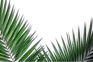 This beautiful photograph features a stunning visual of palm tree leaves reaching out from both the top corners against a clean and pure white background