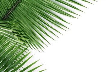 Obraz premium This striking image captures the lush and vibrant beauty of palm tree leaves, as they stretch out from both top corners of the image against a crisp white background