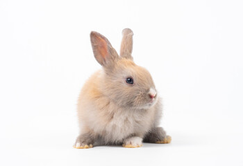 Front view of baby grey rabbit standing on white background. Lovely action of baby rabbit.