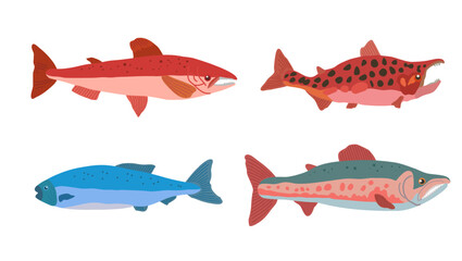 Set of doodle salmon fish in modern original trendy style. Clip art for design, isolated on white. Vector hand drawn illustration. © Yuliya